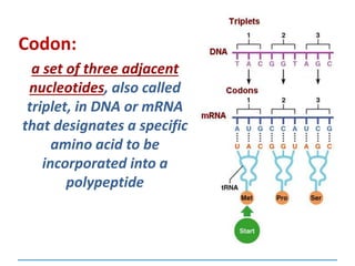 Codon:
a set of three adjacent
nucleotides, also called
triplet, in DNA or mRNA
that designates a specific
amino acid to be
incorporated into a
polypeptide
 