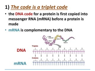 1) The code is a triplet code
• the DNA code for a protein is first copied into
messenger RNA (mRNA) before a protein is
made
• mRNA is complementary to the DNA
DNA
mRNA
 