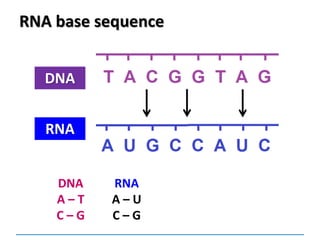 RNA base sequence
DNA
RNA
DNA
A – T
C – G
RNA
A – U
C – G
 