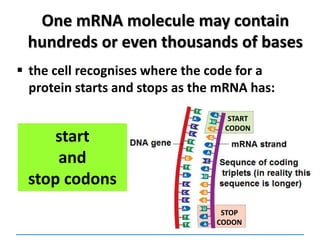 One mRNA molecule may contain
hundreds or even thousands of bases
 the cell recognises where the code for a
protein starts and stops as the mRNA has:
START
CODON
STOP
CODON
start
and
stop codons
 