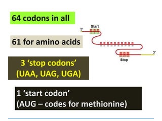 64 codons in all
61 for amino acids
3 ‘stop codons’
(UAA, UAG, UGA)
1 ‘start codon’
(AUG – codes for methionine)
 