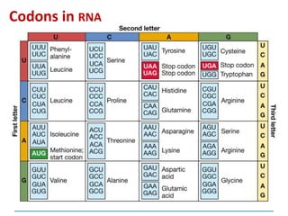 Codons in RNA
 