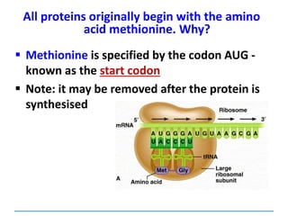  Methionine is specified by the codon AUG -
known as the start codon
 Note: it may be removed after the protein is
synthesised
All proteins originally begin with the amino
acid methionine. Why?
 