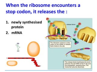 When the ribosome encounters a
stop codon, it releases the :
1. newly synthesised
protein
2. mRNA
 