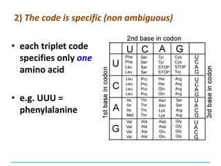 2) The code is specific (non ambiguous)
• each triplet code
specifies only one
amino acid
• e.g. UUU =
phenylalanine
 