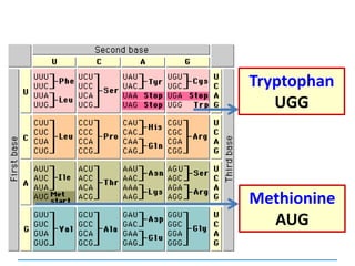 Tryptophan
UGG
Methionine
AUG
 
