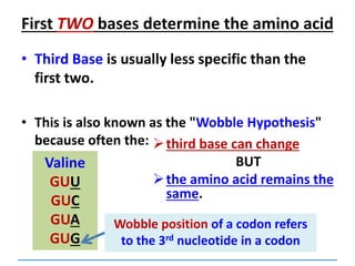 First TWO bases determine the amino acid
• Third Base is usually less specific than the
first two.
• This is also known as the "Wobble Hypothesis"
because often the:
Valine
GUU
GUC
GUA
GUG
third base can change
BUT
the amino acid remains the
same.
Wobble position of a codon refers
to the 3rd nucleotide in a codon
 
