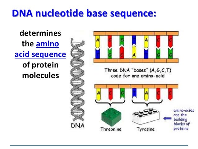 what is the relationship of dna bases and traits