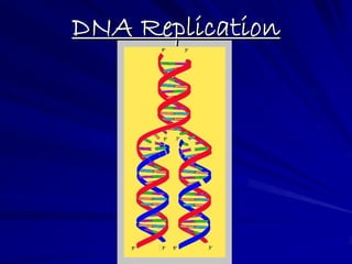 DNA ReplicationDNA Replication
 
