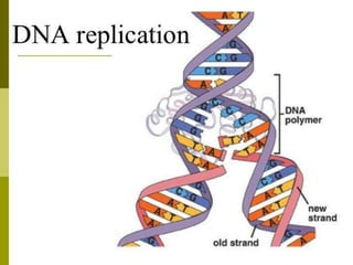 DNA REPLICATION
 