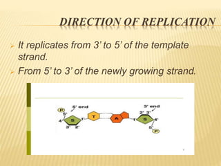 Dna replication.botany | PPTX