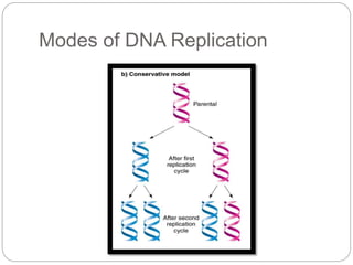 Modes of DNA Replication
 