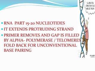  RNA PART 15-20 NUCLEOTIDES
 IT EXTENDS PROTRUDING STRAND
 PRIMER REMOVES AND GAP IS FILLED
BY ALPHA- POLYMERASE / TELOMERES
FOLD BACK FOR UNCONVENTIONAL
BASE PAIRING
 