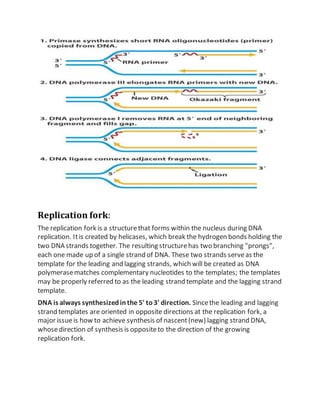 Replication fork:
The replication fork is a structurethat forms within the nucleus during DNA
replication. Itis created by helicases, which break the hydrogen bonds holding the
two DNA strands together. The resulting structurehas two branching "prongs",
each one made up of a single strand of DNA. These two strands serveas the
template for the leading and lagging strands, which will be created as DNA
polymerasematches complementary nucleotides to the templates; the templates
may be properly referred to as the leading strand template and the lagging strand
template.
DNA is always synthesizedinthe 5' to3' direction. Sincethe leading and lagging
strand templates are oriented in opposite directions at the replication fork, a
major issueis how to achieve synthesis of nascent(new) lagging strand DNA,
whosedirection of synthesis is oppositeto the direction of the growing
replication fork.
 