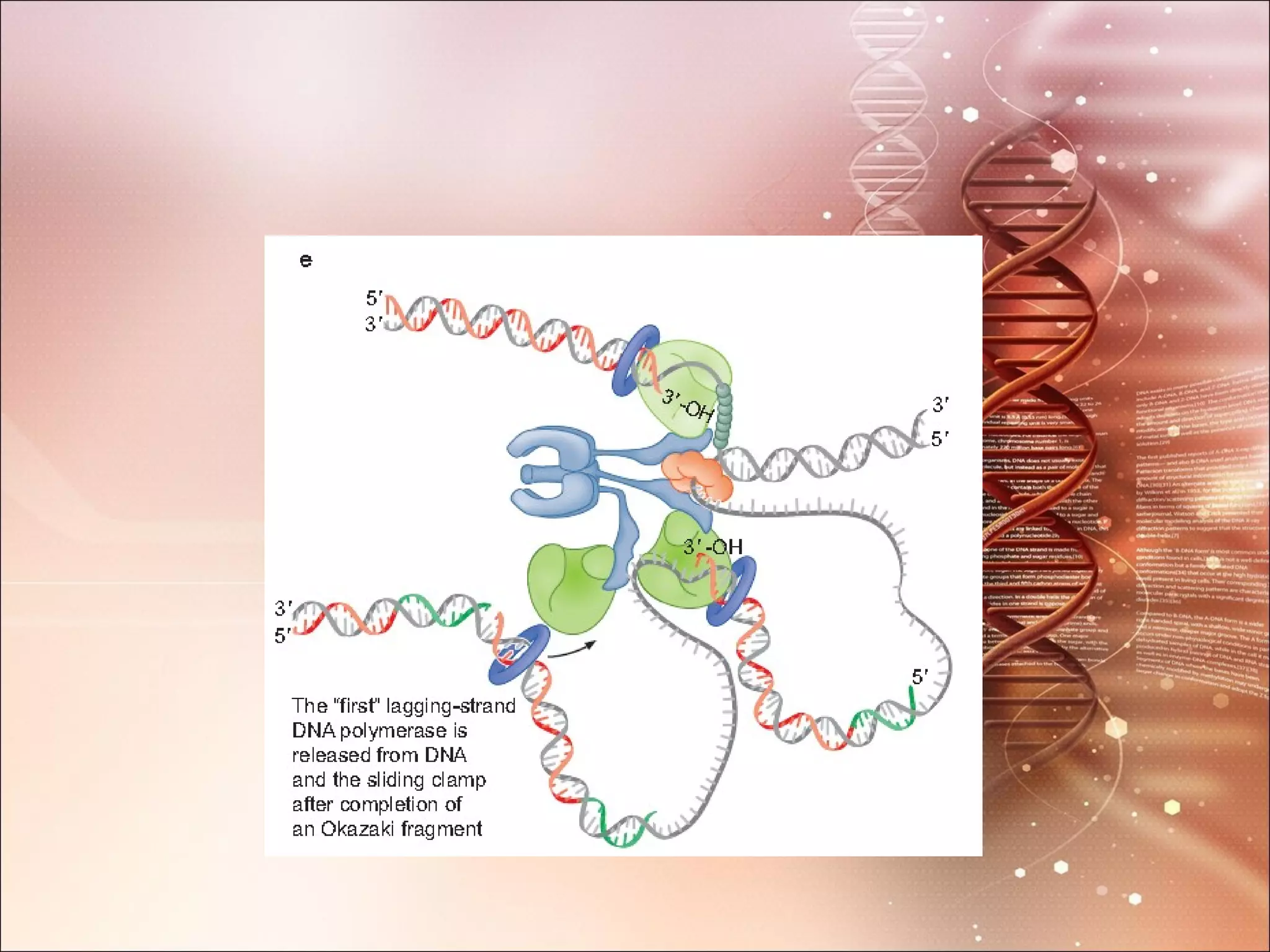 Dna replication and enzymes involved in dna replication | PPT