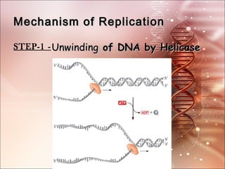 Dna replication and enzymes involved in dna replication | PPT