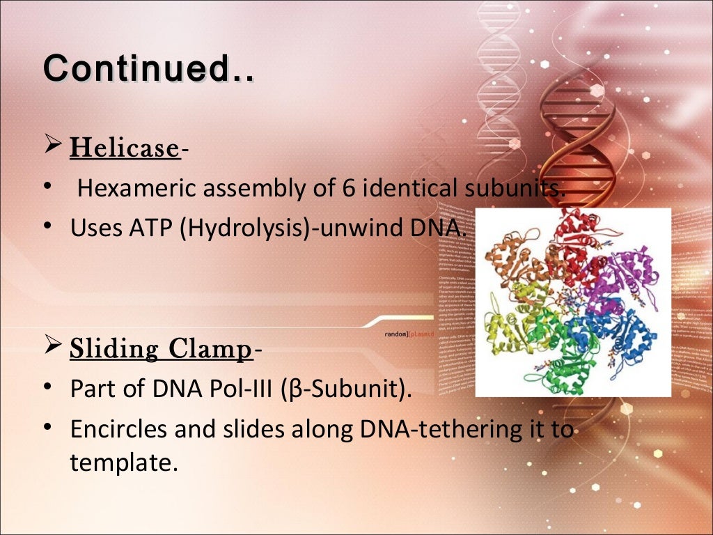 Dna replication and enzymes involved in dna replication