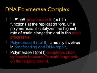 DNA Polymerase Complex
 In E coli, polymerase III (pol III)
functions at the replication fork. Of all
polymerases, it catalyzes the highest
rate of chain elongation and is the most
processive.
 Polymerase II (pol II) is mostly involved
in proofreading and DNA repair.
 Polymerase I (pol I) completes chain
synthesis between Okazaki fragments
on the lagging strand.
 