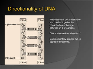DNA Replication | PPT