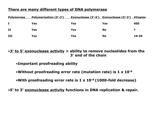 There are many different types of DNA polymerase
Polymerase Polymerization (5’-3’) Exonuclease (3’-5’) Exonuclease (5’-3’) #Copies
I Yes Yes Yes 400
II Yes Yes No ?
III Yes Yes No 10-20
•3’ to 5’ exonuclease activity = ability to remove nucleotides from the
3’ end of the chain
•Important proofreading ability
•Without proofreading error rate (mutation rate) is 1 x 10-6
•With proofreading error rate is 1 x 10-9 (1000-fold decrease)
•5’ to 3’ exonuclease activity functions in DNA replication & repair.
 