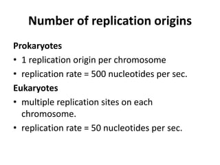 Number of replication origins
Prokaryotes
• 1 replication origin per chromosome
• replication rate = 500 nucleotides per sec.
Eukaryotes
• multiple replication sites on each
chromosome.
• replication rate = 50 nucleotides per sec.
 