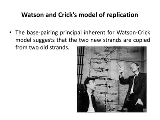 Watson and Crick’s model of replication
• The base-pairing principal inherent for Watson-Crick
model suggests that the two new strands are copied
from two old strands.
 