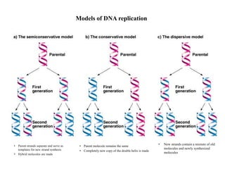 Models of DNA replication
• Parent molecule remains the same
• Completely new copy of the double helix is made
• Parent strands separate and serve as
templates for new strand synthesis
• Hybrid molecules are made
• New strands contain a mixture of old
molecules and newly synthesized
molecules
 