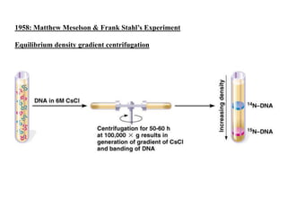 1958: Matthew Meselson & Frank Stahl’s Experiment
Equilibrium density gradient centrifugation
 