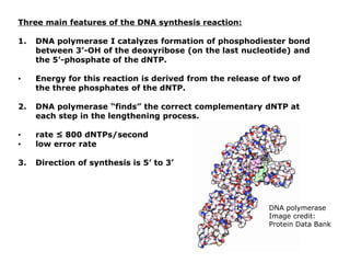 Three main features of the DNA synthesis reaction:
1. DNA polymerase I catalyzes formation of phosphodiester bond
between 3’-OH of the deoxyribose (on the last nucleotide) and
the 5’-phosphate of the dNTP.
• Energy for this reaction is derived from the release of two of
the three phosphates of the dNTP.
2. DNA polymerase “finds” the correct complementary dNTP at
each step in the lengthening process.
• rate ≤ 800 dNTPs/second
• low error rate
3. Direction of synthesis is 5’ to 3’
DNA polymerase
Image credit:
Protein Data Bank
 
