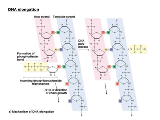 DNA elongation
 