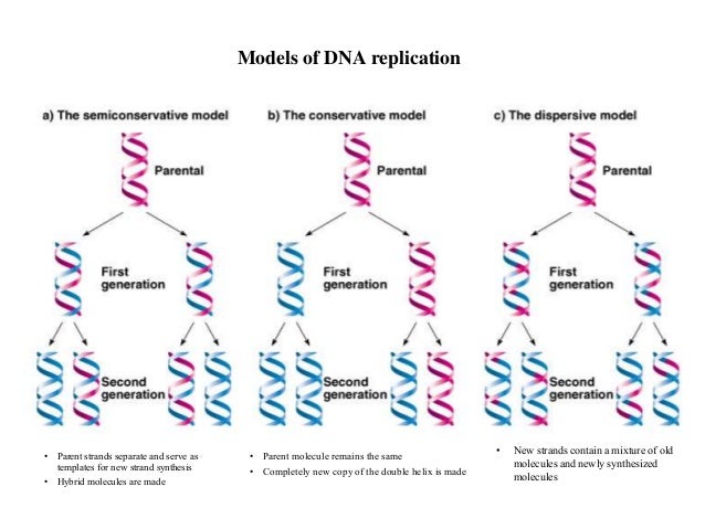 Dna Replication