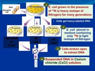 Cells broken open
to extract DNA
E. coli grown in the presence
of 15N (a heavy isotope of
Nitrogen) for many generations
E...