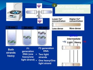 CsCl density gradient
centrifugation
5
15N14N
DNA
Both
strands
heavy
F1
generation
DNA (one
heavy/one
light strand)
0 min ...