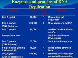 Comparison of DNA Polymerases of E. coli
 