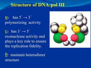 Helicase
• Also referred to as DnaB.
• It opens the double strand DNA with
consuming ATP.
• The opening process with the a...