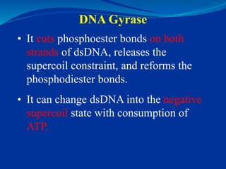 1). Initiation
 occurs at the origin of replication
 separates dsDNA, primer synthesis
2). Elongation
 involves the add...