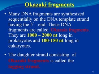 Eukaryotic DNA Replication
 