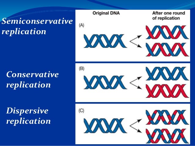 Dna Replication