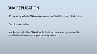 DNA REPLICATION
• Process by which DNA makes a copy of itself during cell division.
• Semiconservative
• each strand in the DNA double helix acts as a template for the
synthesis of a new, complementary strand
 