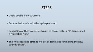 STEPS
• Unzip double helix structure
• Enzyme helicase breaks the hydrogen bond
• Separation of the two single strands of DNA creates a ‘Y’ shape called
a replication ‘fork’.
• The two separated strands will act as templates for making the new
strands of DNA.
 