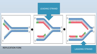 LEADING STRAND
LAGGING STRAND
REPLICATION FORK
 