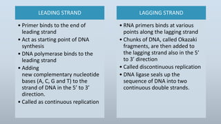 LEADING STRAND
• Primer binds to the end of
leading strand
• Act as starting point of DNA
synthesis
• DNA polymerase binds to the
leading strand
• Adding
new complementary nucleotide
bases (A, C, G and T) to the
strand of DNA in the 5’ to 3’
direction.
• Called as continuous replication
LAGGING STRAND
• RNA primers binds at various
points along the lagging strand
• Chunks of DNA, called Okazaki
fragments, are then added to
the lagging strand also in the 5’
to 3’ direction
• Called discontinuous replication
• DNA ligase seals up the
sequence of DNA into two
continuous double strands.
 