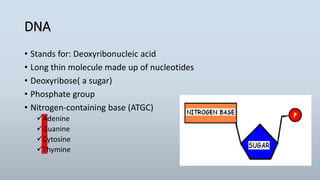 DNA
• Stands for: Deoxyribonucleic acid
• Long thin molecule made up of nucleotides
• Deoxyribose( a sugar)
• Phosphate group
• Nitrogen-containing base (ATGC)
Adenine
Guanine
Cytosine
Thymine
 