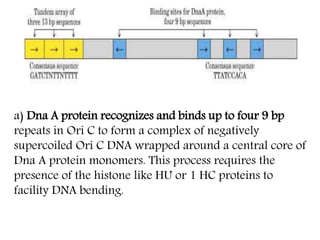 a) Dna A protein recognizes and binds up to four 9 bp
repeats in Ori C to form a complex of negatively
supercoiled Ori C DNA wrapped around a central core of
Dna A protein monomers. This process requires the
presence of the histone like HU or 1 HC proteins to
facility DNA bending.
 