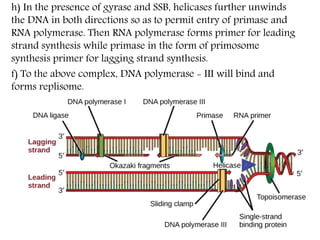 h) In the presence of gyrase and SSB, helicases further unwinds
the DNA in both directions so as to permit entry of primase and
RNA polymerase. Then RNA polymerase forms primer for leading
strand synthesis while primase in the form of primosome
synthesis primer for lagging strand synthesis.
f) To the above complex, DNA polymerase - III will bind and
forms replisome.
 