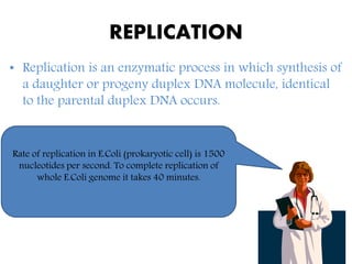 REPLICATION
• Replication is an enzymatic process in which synthesis of
a daughter or progeny duplex DNA molecule, identical
to the parental duplex DNA occurs.
Rate of replication in E.Coli (prokaryotic cell) is 1500
nucleotides per second. To complete replication of
whole E.Coli genome it takes 40 minutes.
 