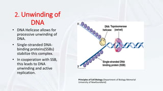 Dna replication | PPTX