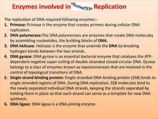 Enzymes involved in Replication
The replication of DNA required following enzymes:-
1. Primase: Primase is the enzyme that creates primers during cellular DNA
replication.
2. DNA polymerase:The DNA polymerases are enzymes that create DNA molecules
by assembling nucleotides, the building blocks of DNA.
3. DNA helicase: Helicase is the enzyme that unwinds the DNA by breaking
hydrogen bonds between the two strands.
4. DNA gyrase: DNA gyrase is an essential bacterial enzyme that catalyzes the ATP-
dependent negative super-coiling of double-stranded closed-circular DNA. Gyrase
belongs to a class of enzymes known as topoisomerases that are involved in the
control of topological transitions of DNA.
5. Single strand binding protein: Single-stranded DNA-binding protein (SSB) binds to
single-stranded regions of DNA. During DNA replication, SSB molecules bind to
the newly separated individual DNA strands, keeping the strands separated by
holding them in place so that each strand can serve as a template for new DNA
synthesis.
6. DNA ligase: DNA ligase is a DNA-joining enzyme.
 
