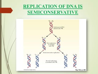 REPLICATION OF DNA IS
SEMICONSERVATIVE
 