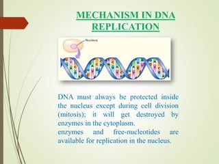 MECHANISM IN DNA
REPLICATION
DNA must always be protected inside
the nucleus except during cell division
(mitosis); it will get destroyed by
enzymes in the cytoplasm.
enzymes and free-nucleotides are
available for replication in the nucleus.
 